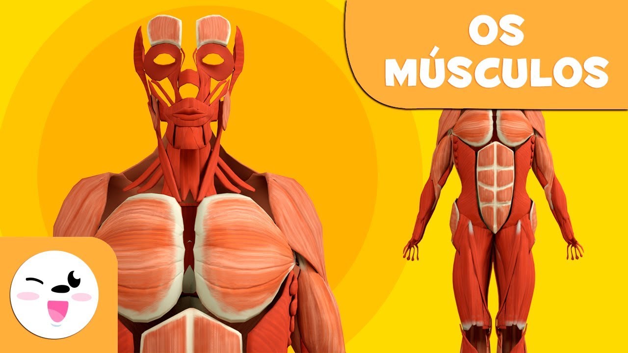 M&uacute;sculos para crian&ccedil;as | Sistema Muscular | Corpo Humano para crian&ccedil;as