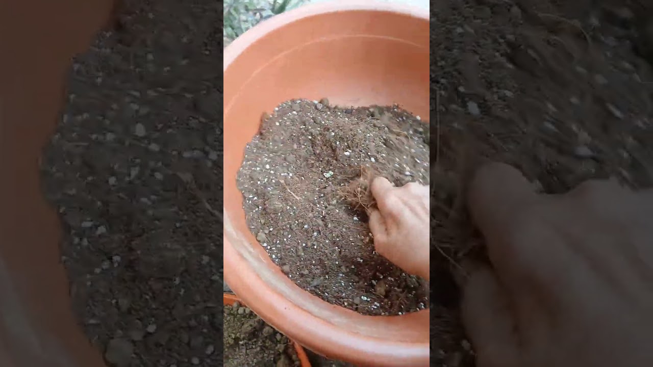 growing and potting mix for lipstick palm