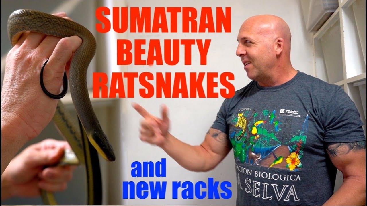 SUMATRAN BEAUTY RATS | NEW RACKS