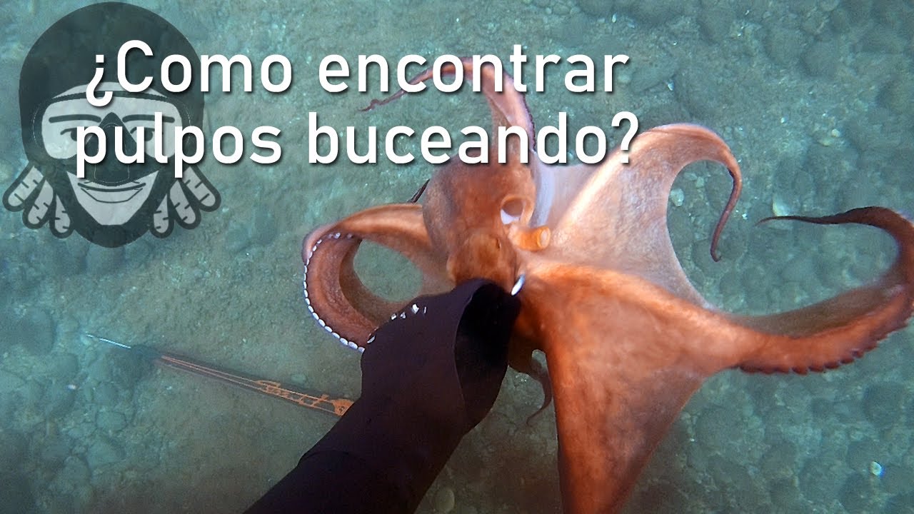 COMO ENCONTRAR PULPOS BUCEANDO