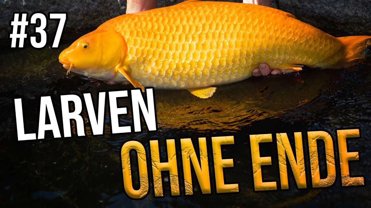 Zuchtergebnis Amber 2025 - Koizucht, Koibrut, teichjuwelen