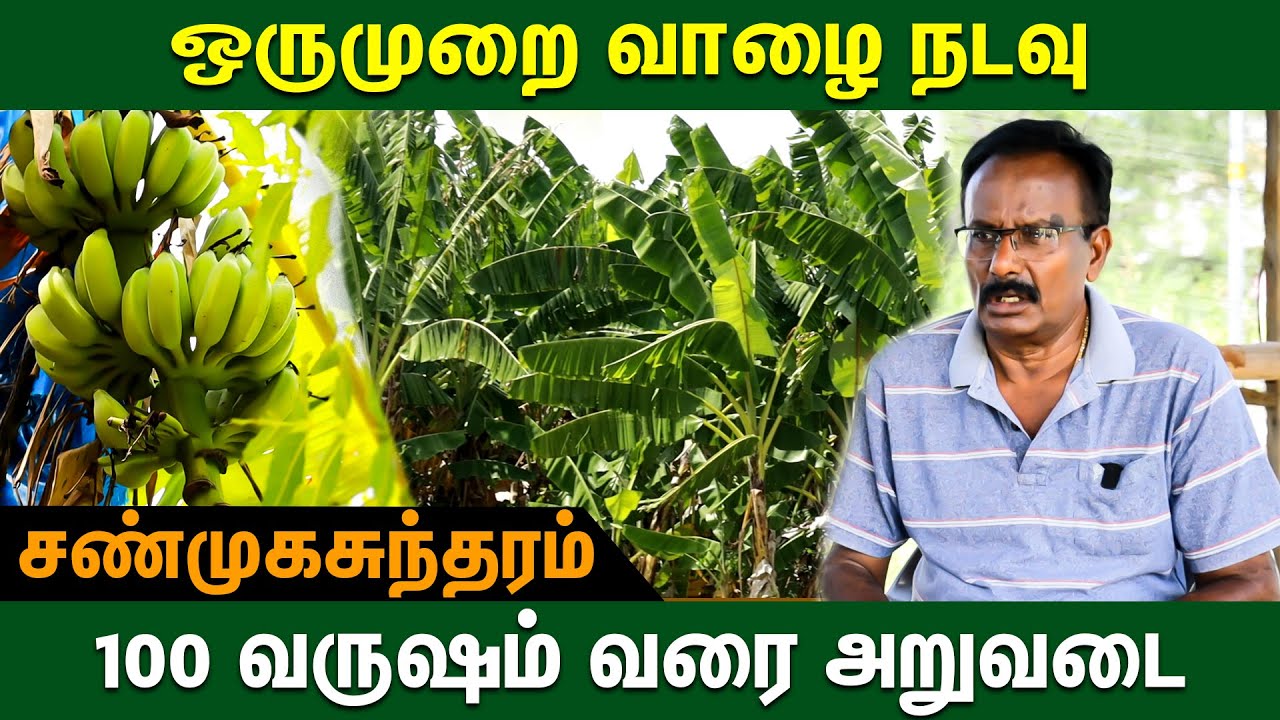 உலக வெப்பமயமாதலுக்கு தீர்வு தரும் வாழை வனம் - Shanmugam | Successful Banana Farming #banana