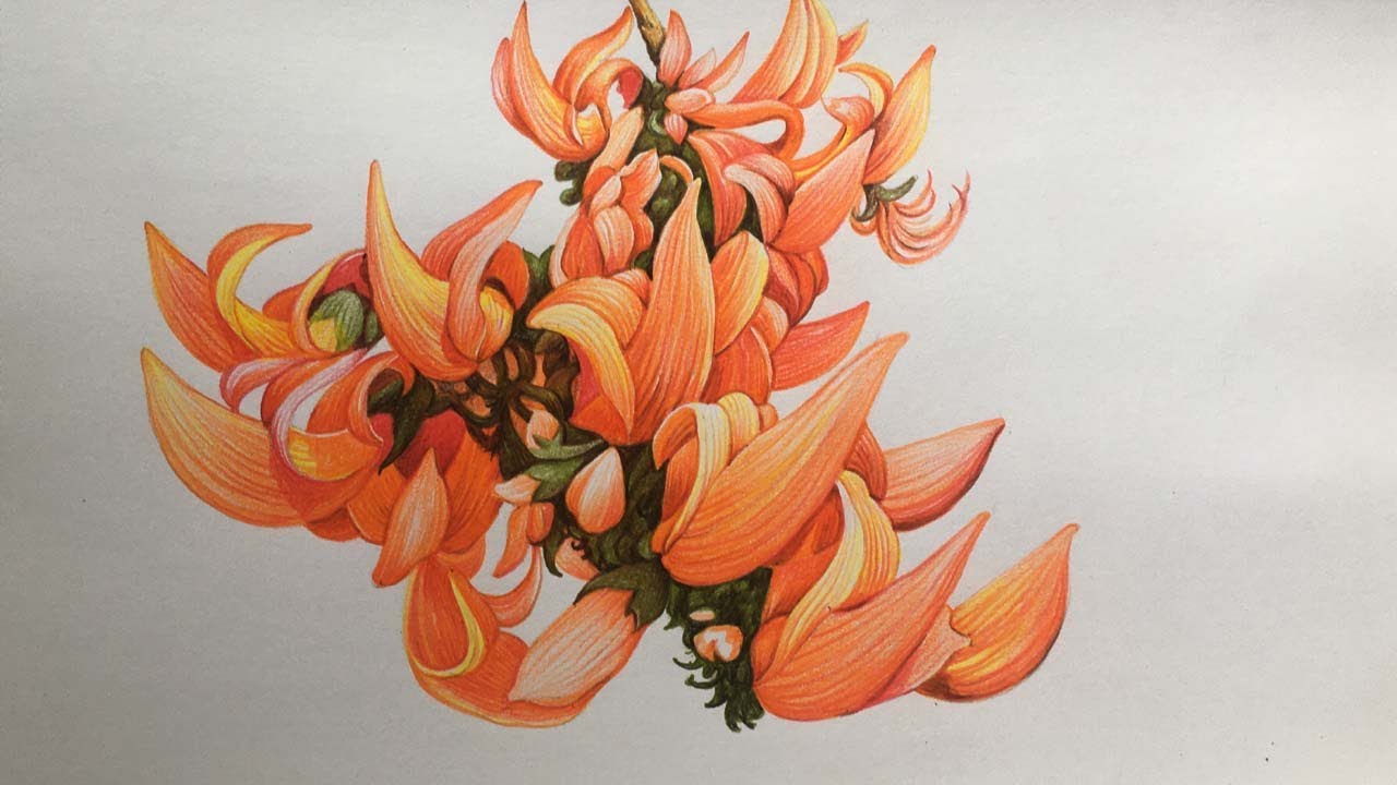 Butea Monosperma Flowers Drawing | Flower Drawing in Color Pencils
