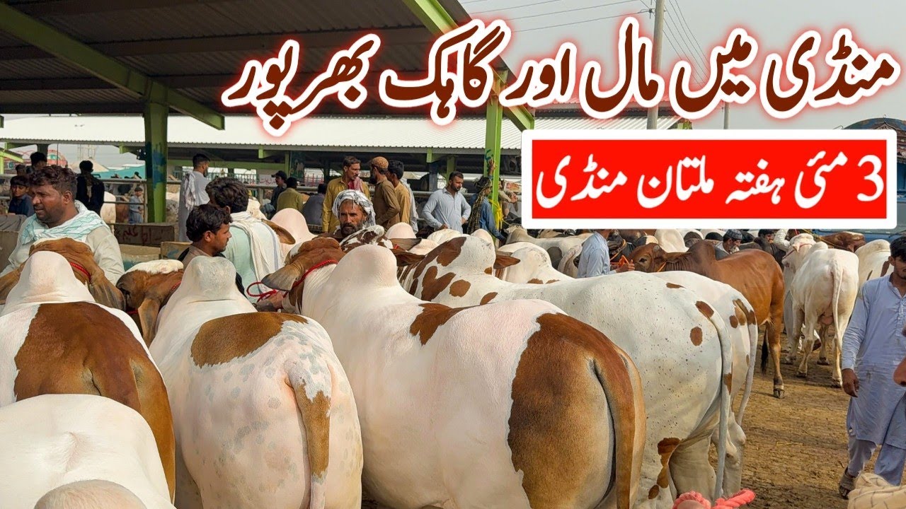 Qurbani 2025 K Behtreen Bachry | 03 May Saturday Multan Cow Mandi Latest Update @mandiinfo