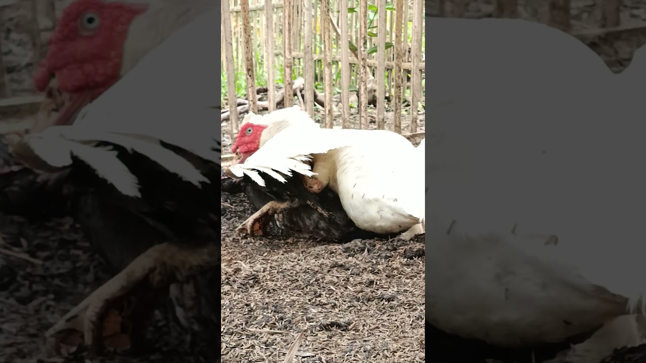 Beautiful 💓 Muscovy Duck - Ternak Rumahan Seniman Farm #senimanfarm