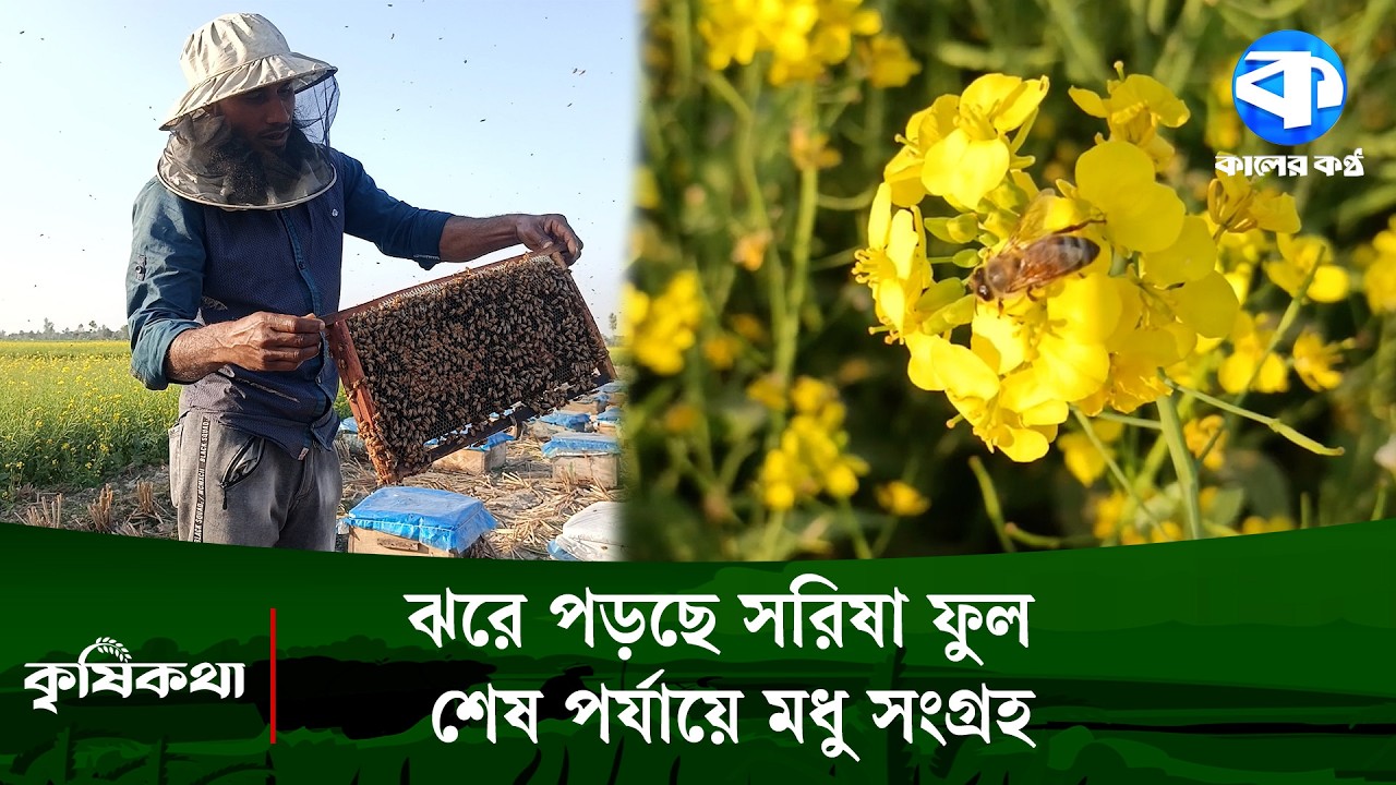মৌসুমের শেষ সময়ে ব্যস্ত সময় পার করছেন মৌচাষিরা | Agriculture | Kaler Kantho