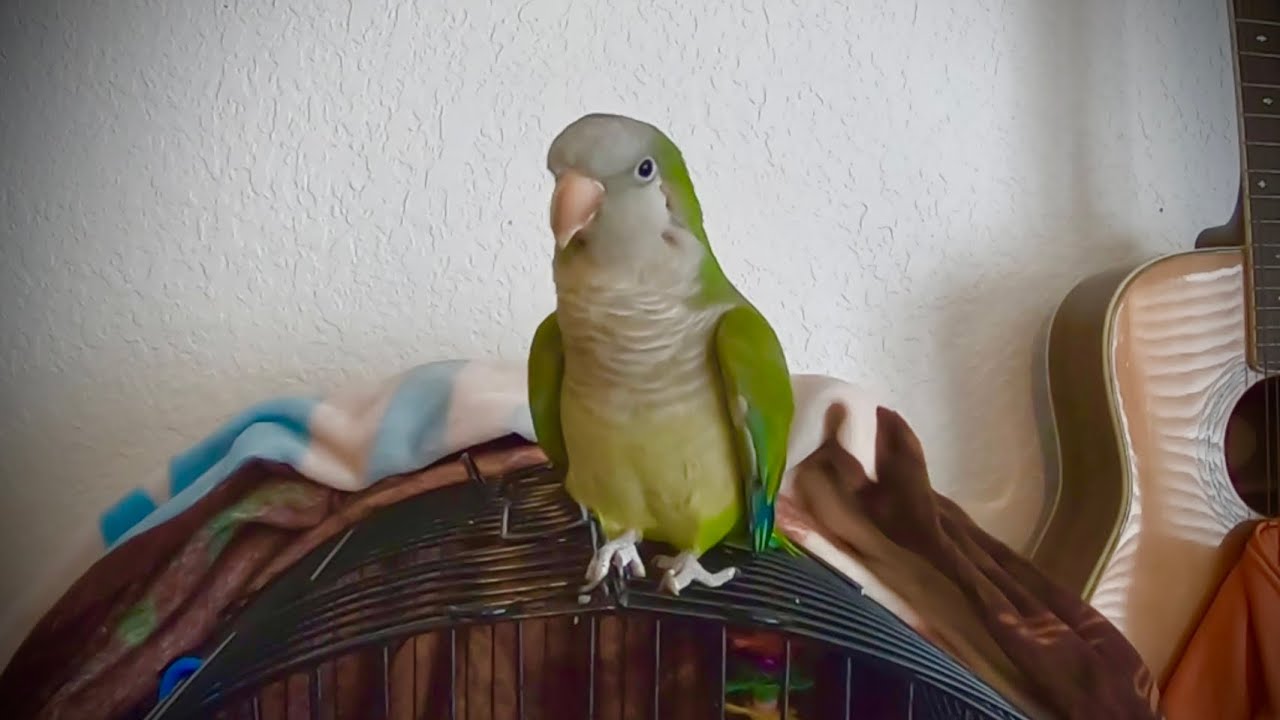 We Adopted a Rescue Parrot