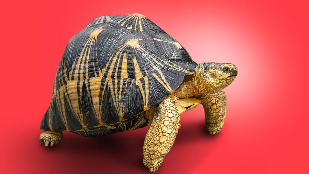 Garden State Tortoise Presents the Largest Tortoise Facility in the USA!