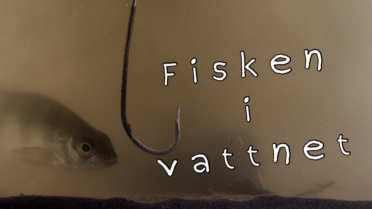 projÄktet – Fisken i vattnet