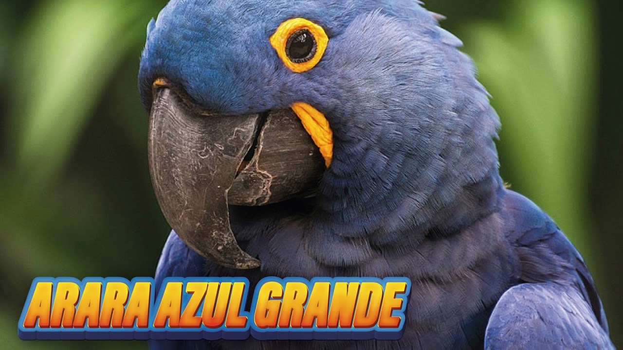 🐦✅CANTO DA ARARA AZUL GRANDE (Anodorhynchus hyacinthinus)