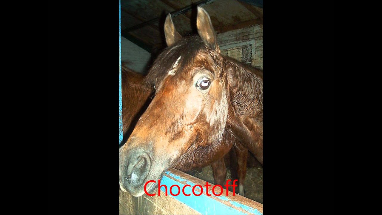 Pony's van manege de driesprong