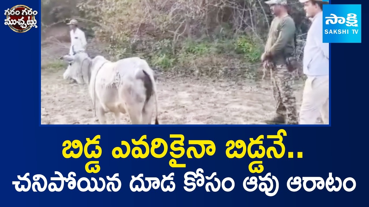 కన్నీళ్లు పెట్టించే ఘటన | Heart Touching Cow Story | Garam Garam Varthalu | @SakshiTV