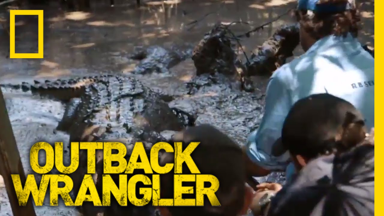 Croc Tug of War | Outback Wrangler
