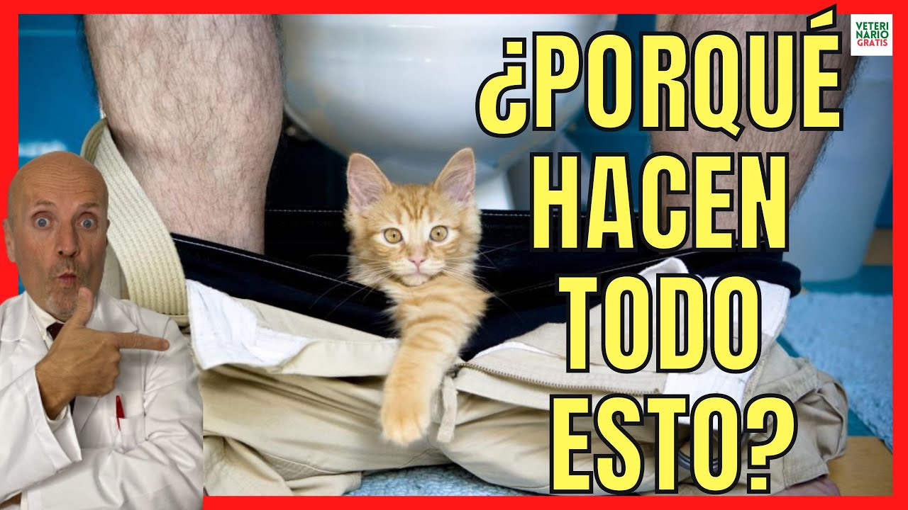 😹 EXPLICACIÓN de los 15 COMPORTAMIENTOS MÁS EXTRAÑOS de los GATOS 😹
