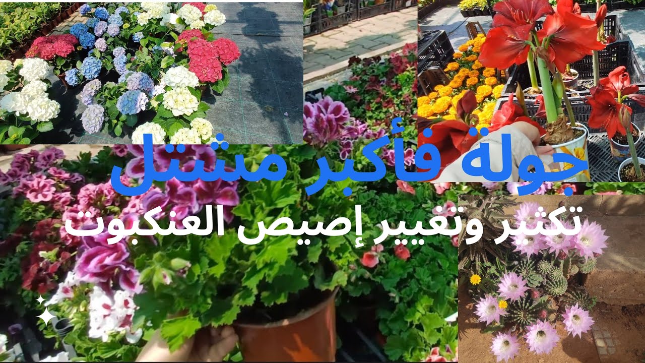 جولة فأكبر مشتل للنباتات المنزلية/طريقة تكثير العنكبوت ونقله لإصيص جديد🌱🌿🪴