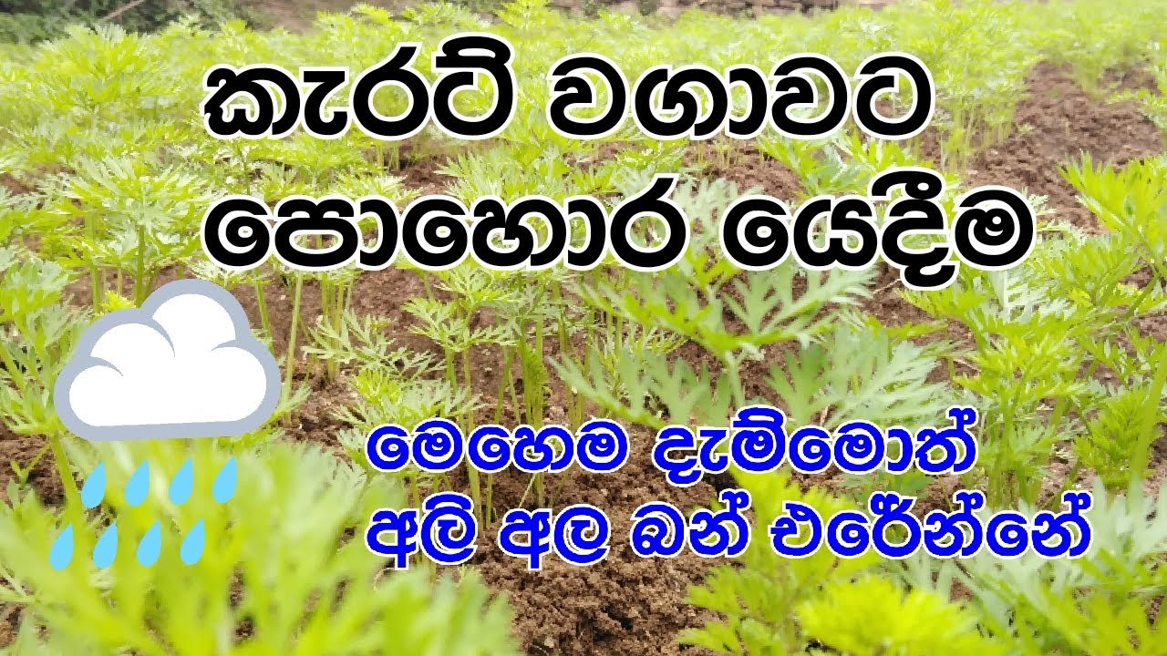 කැරට් වගාවට පොහොර මෙහෙම යොදන්න  ඉතා සාර්ථකයි This is how I fertilized the carrots