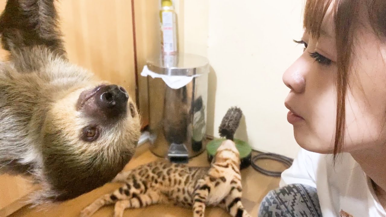 ナマケモノの好き嫌いが激しくて困っています