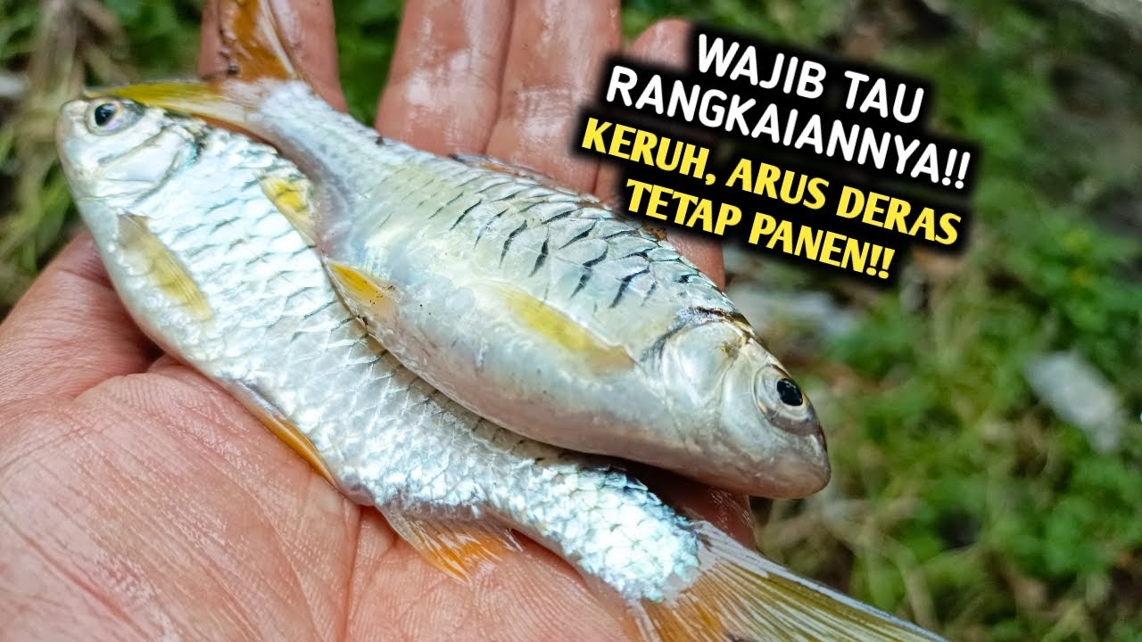 WAJIB TAU!! RANGKAIAN GACOR SUNGAI KERUH DAN ARUS DERAS MANCING WADER KEPEK
