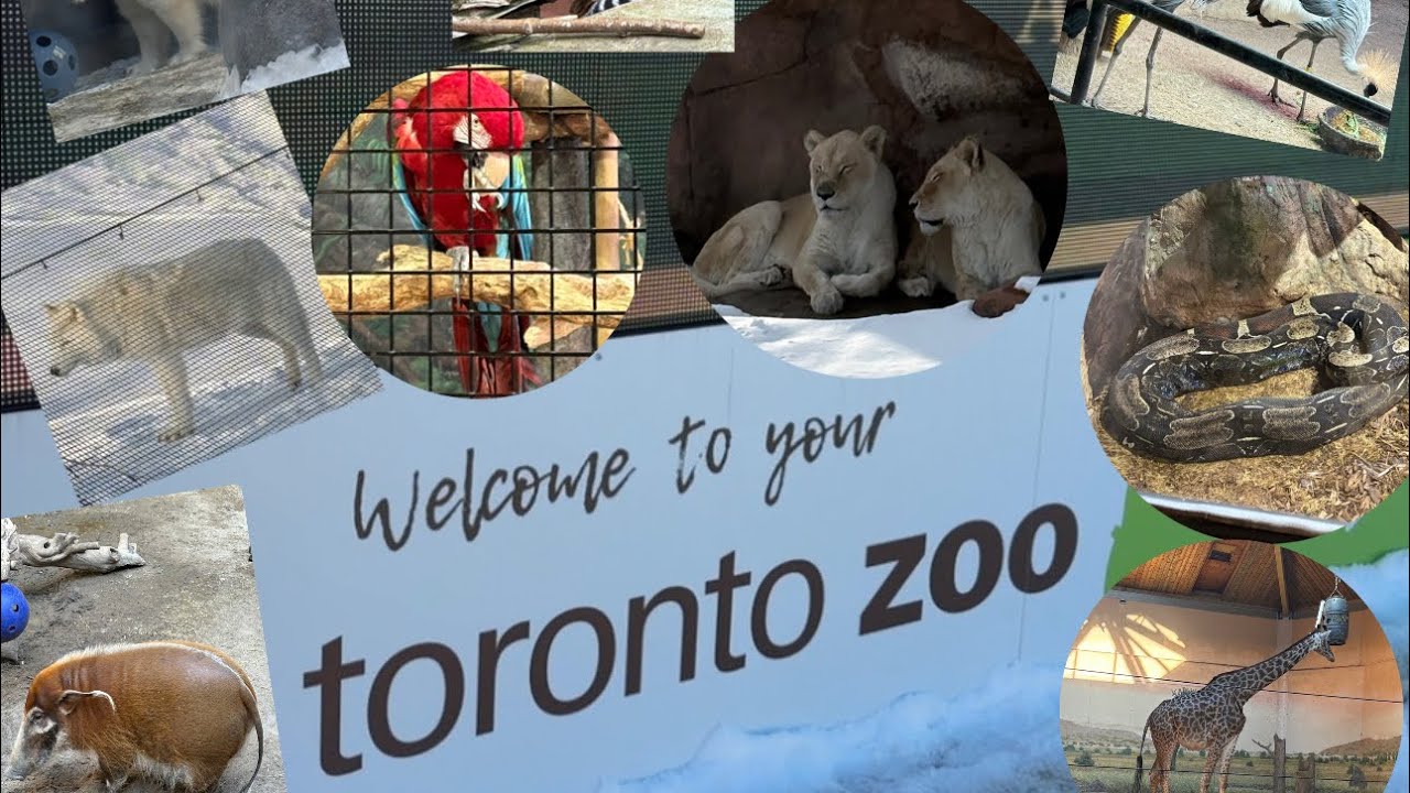 Toronto zoo in winter time 2026🐯🦁