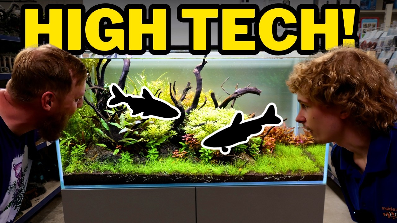 Crazy colourful high tech aquascape for RARE and expensive fish! (Aquarium setup)