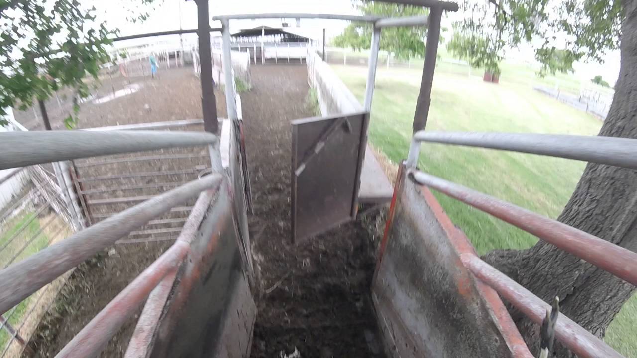 Loading feeder steers in Oklahoma. POV