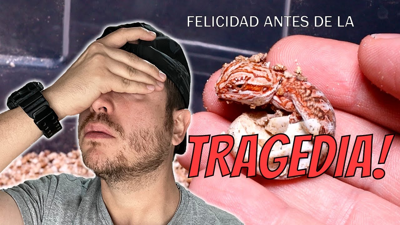 NACIMIENTO DE DRAGONES!, con un giro inesperado...