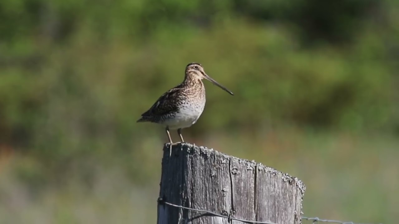 Wilson&rsquo;s Snipe