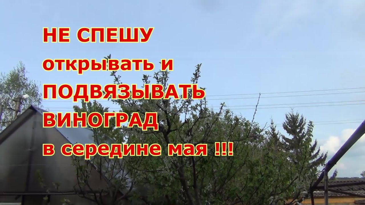 НЕ СПЕШУ раскрывать и ПОДВЯЗЫВАТЬ ВИНОГРАД в мае