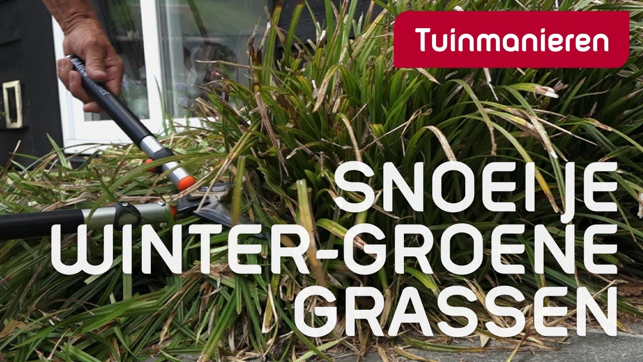 Hoe snoei je je wintergroene grassen in de zomer?  | Tuinmanieren