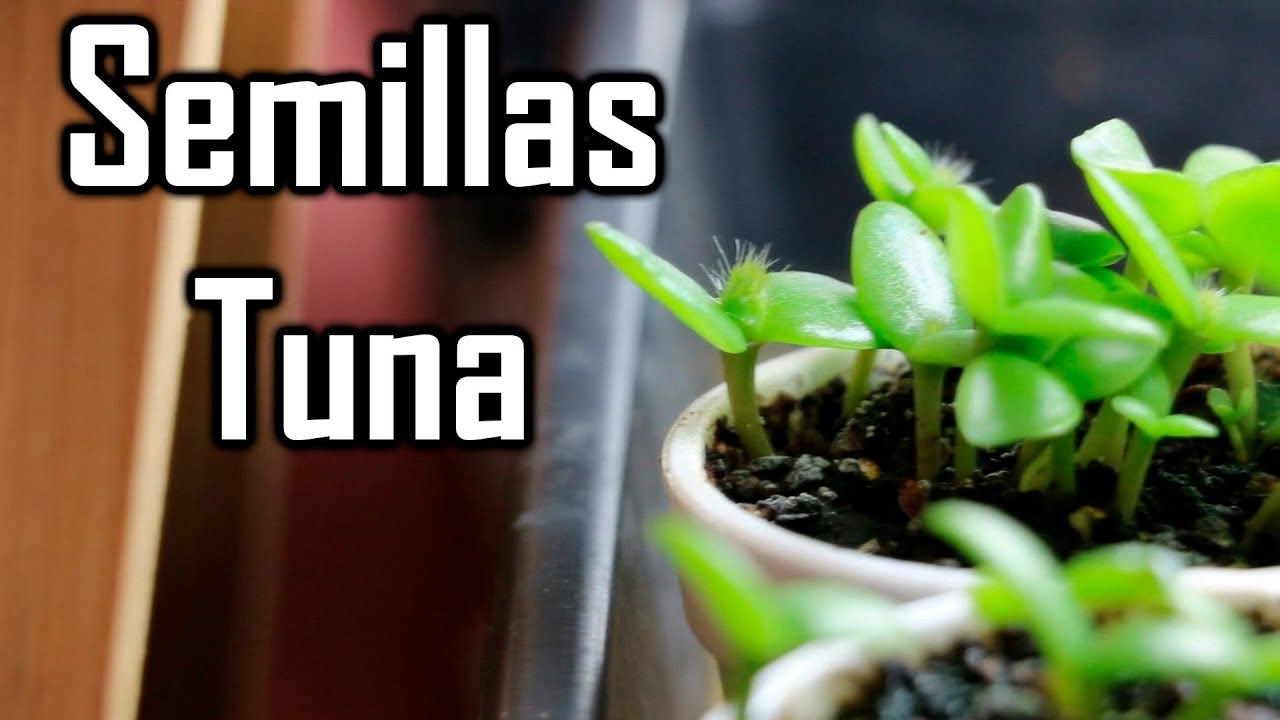 Como Germinar Semillas de Tuna! || M&eacute;xico Verde