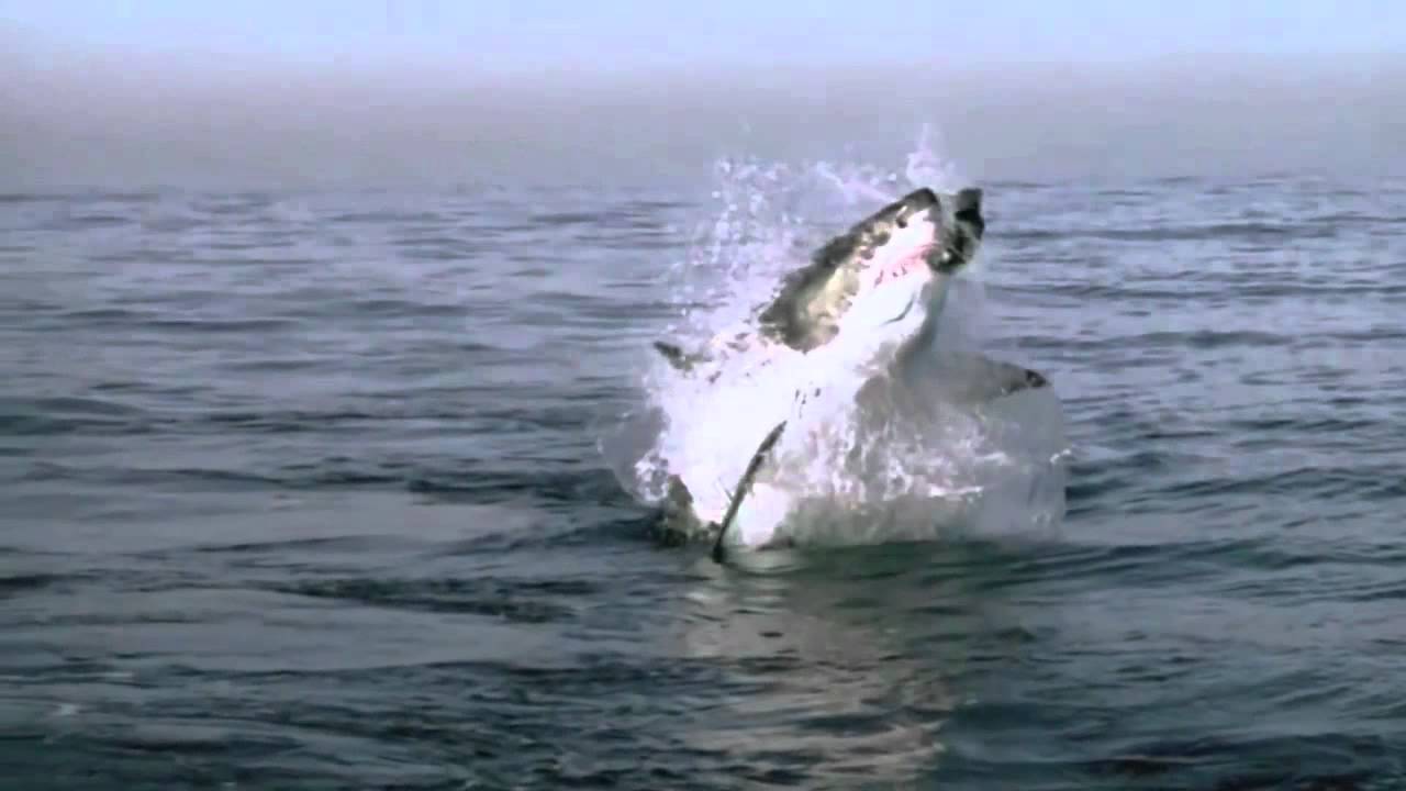 DAILY NINJA: Ninja VS Shark