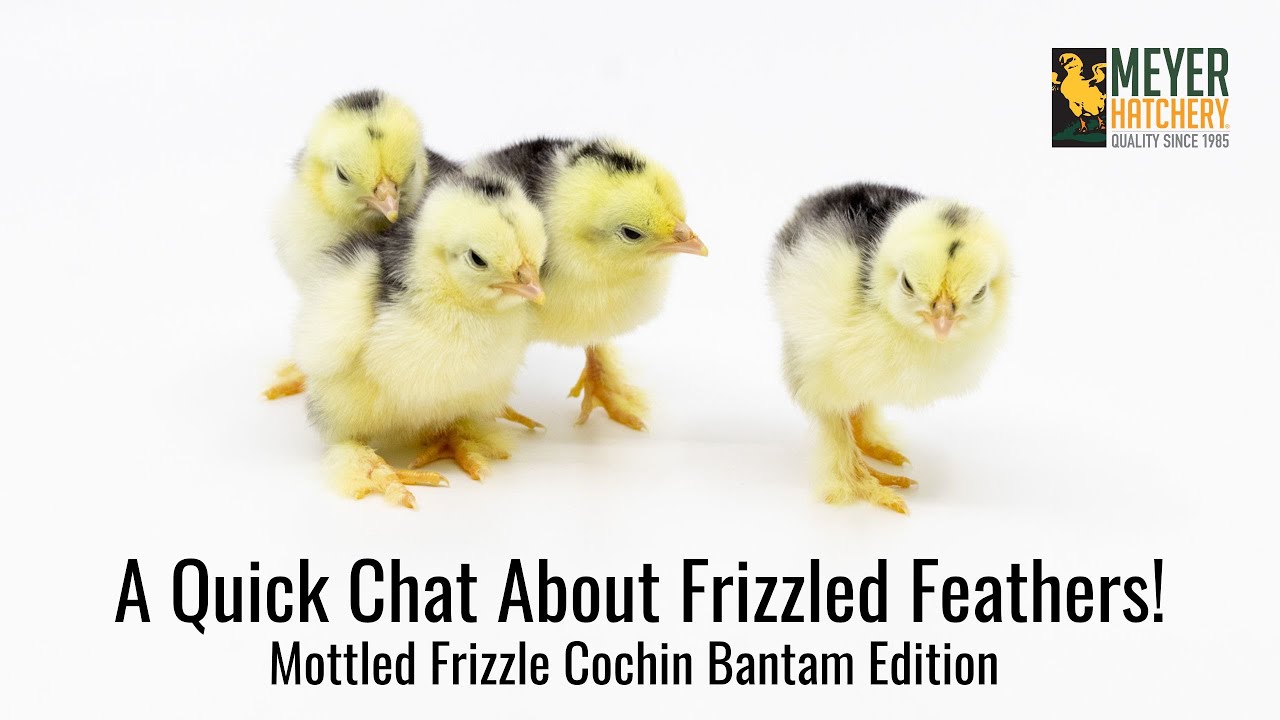 A Quick Chat About Frizzled Feathers!
