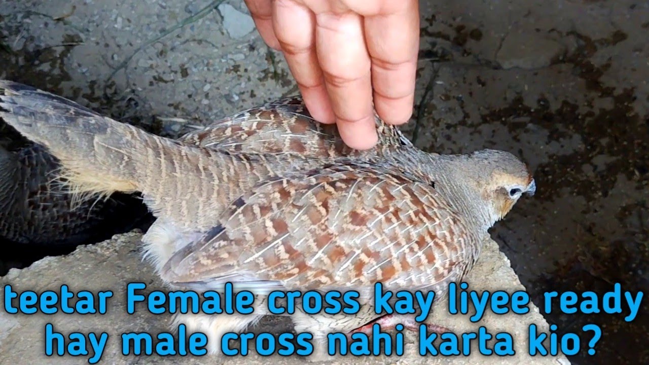 teetar Female cross kay liyee ready hay male cross nahi karta kio? #teetar