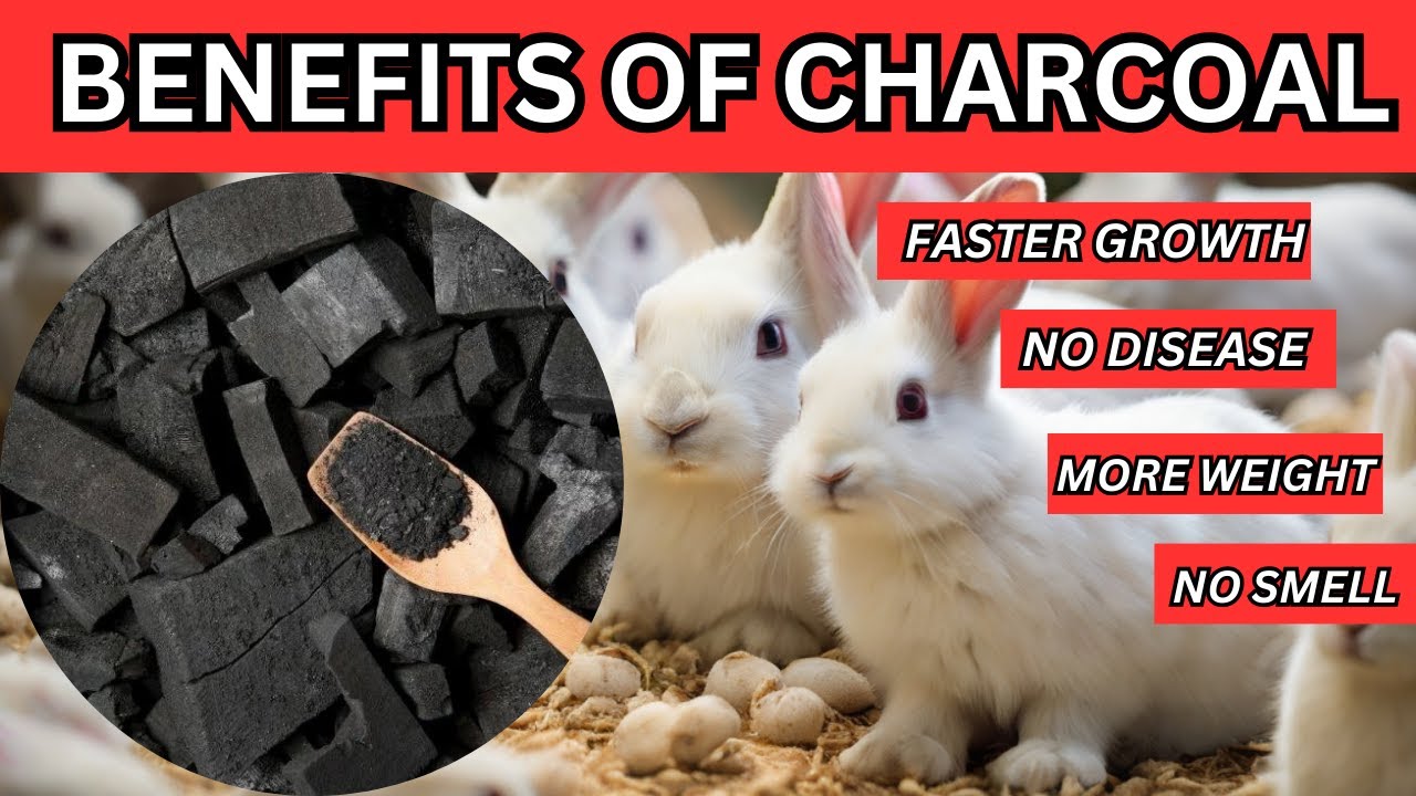 Benefits of charcoal to rabbits | Natural Feed supplements for rabbits for faster growth