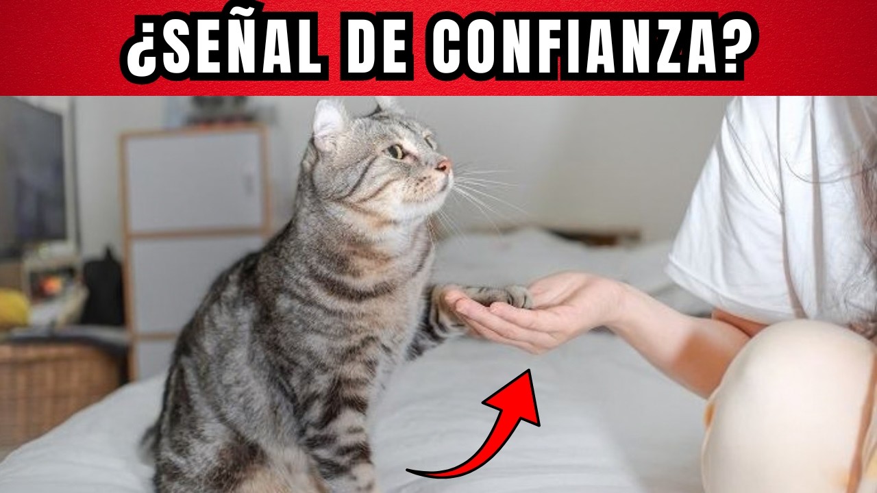 7 SEÑALES silenciosas de que tu GATO realmente CONFIA en ti