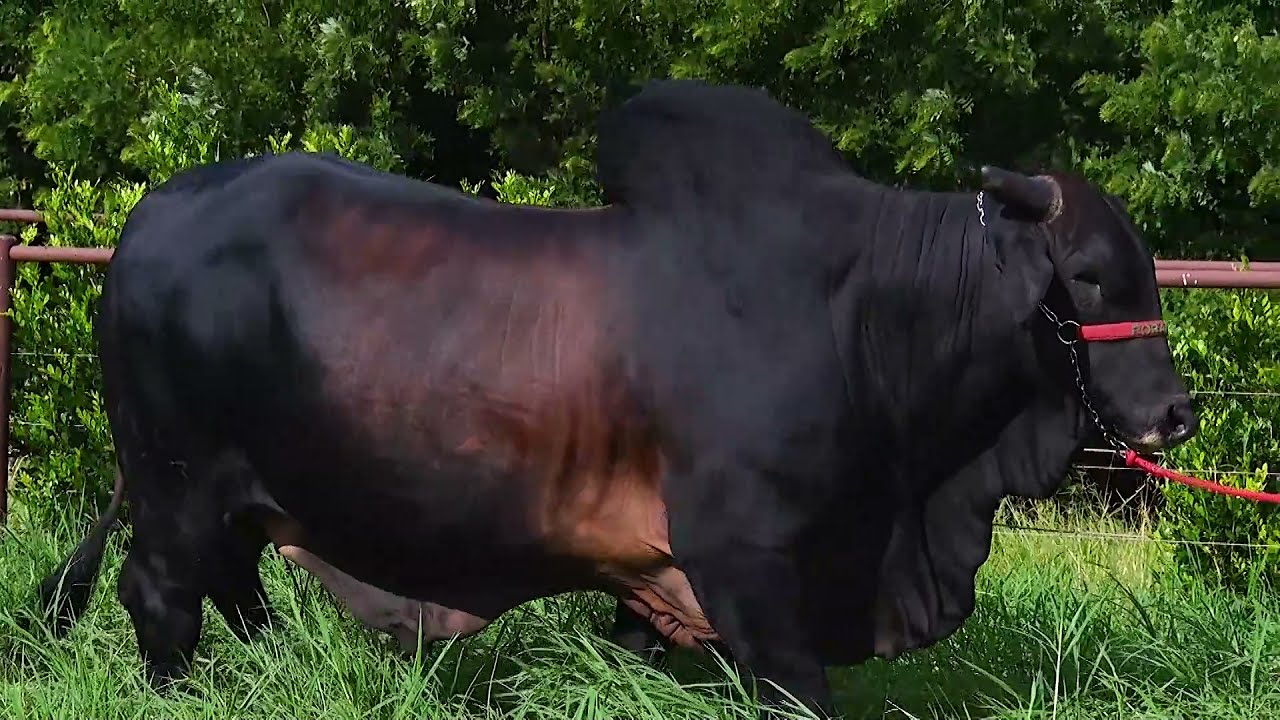 FAMOSO PORANGABA (3 anos)