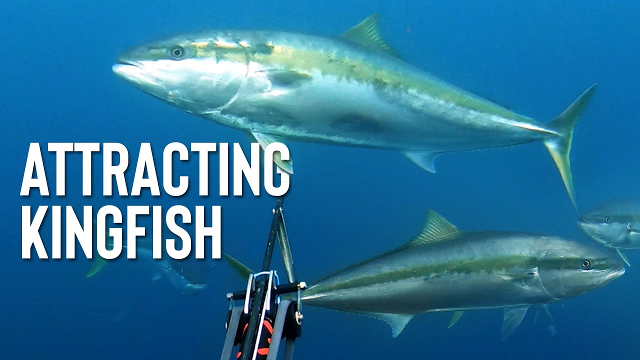 SPEARFISHING TIPS - Attracting Kingfish