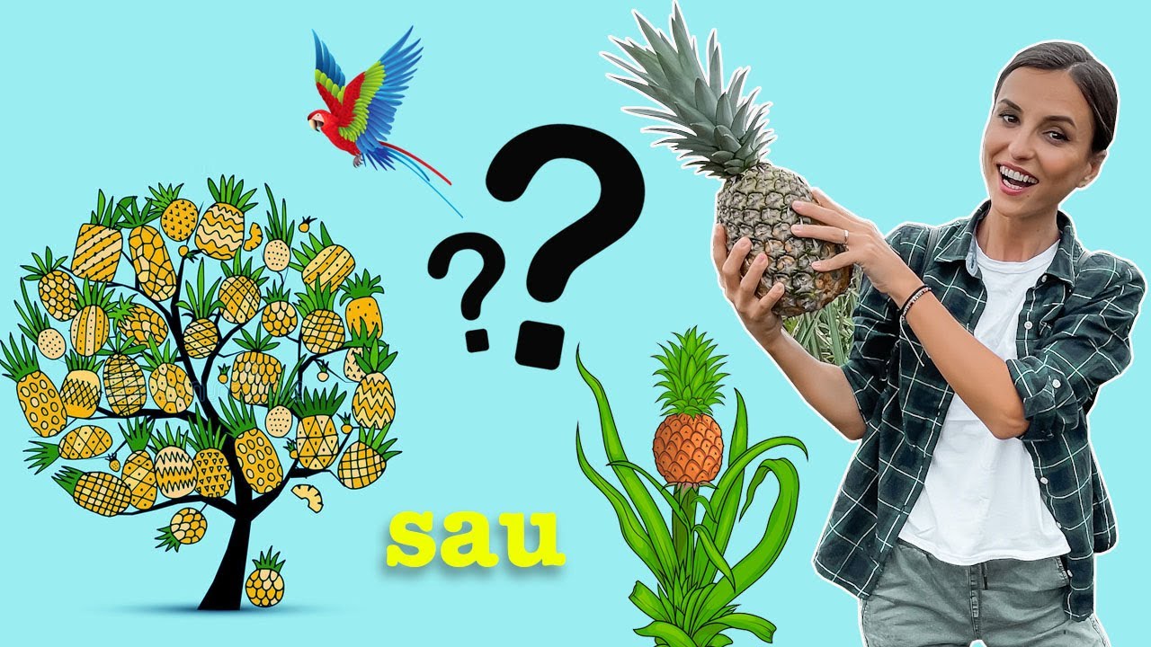 Cum creste, de fapt, ananasul! O zi pe o plantatie din Costa Rica 🍍