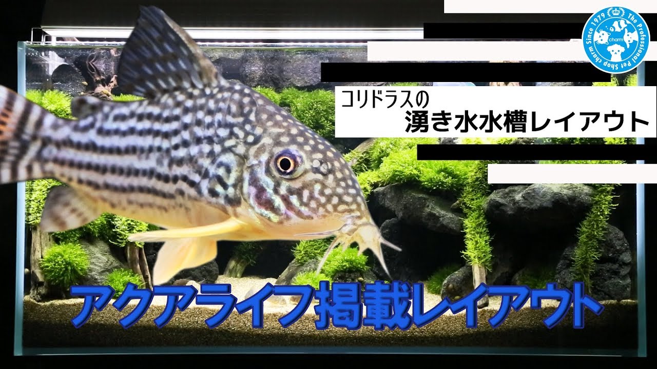 【チャーム】アクアライフ10月号掲載　「コリドラスの湧き水水槽　2018」セット動画　コリドラススティルバイワイルド　クリスタリーノ水槽 Corydoras