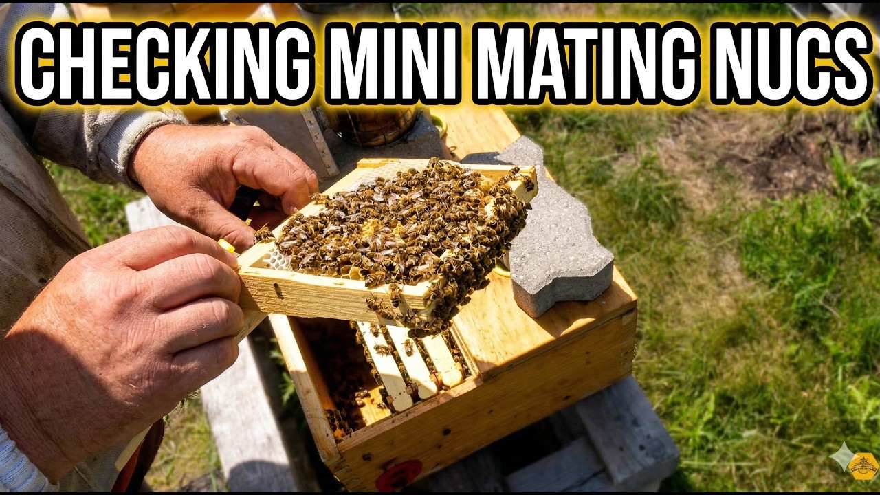 Checking Mini Mating Nucs - That Bee Man