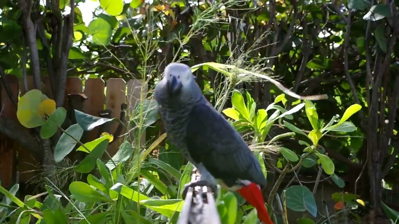Rad Bird