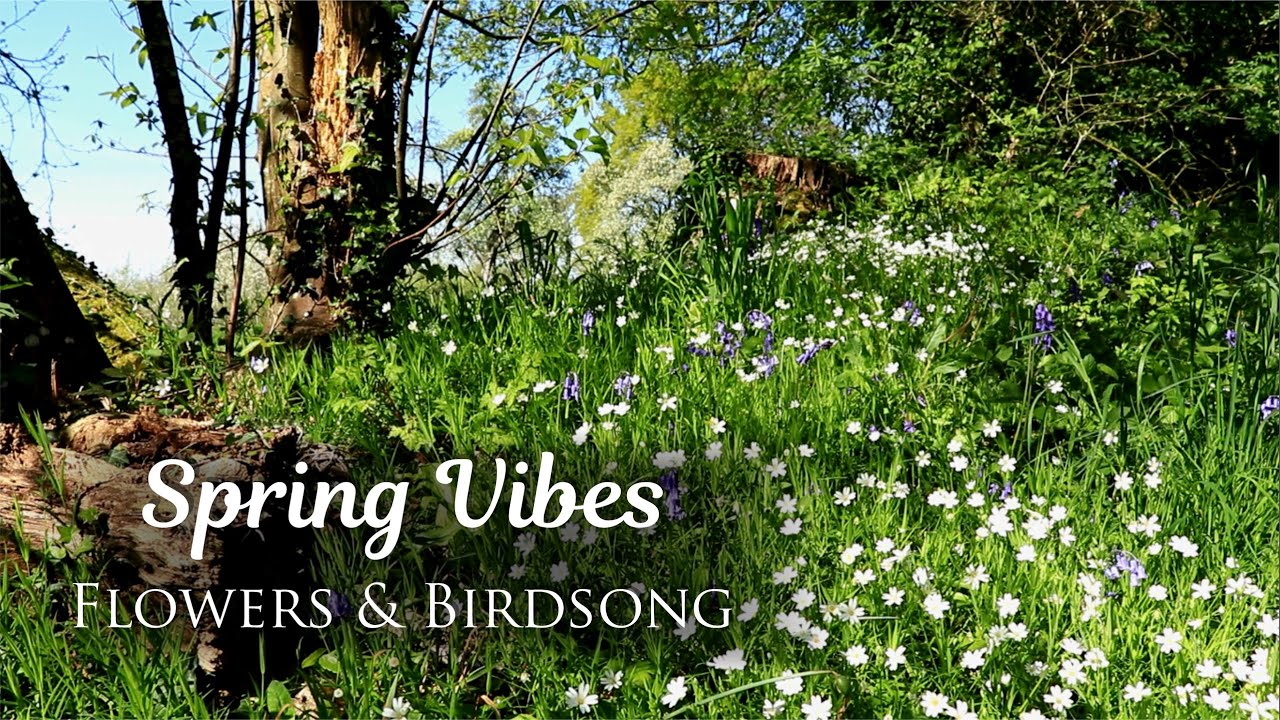 Spring Morning Ambience | Wildflowers and Birds Singing | Calming and Relaxing, 2 hours