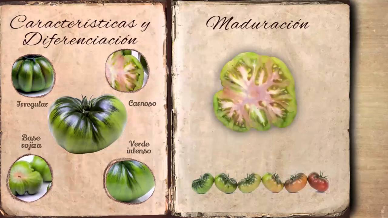 Cooperativa CASI - Tomate RAF