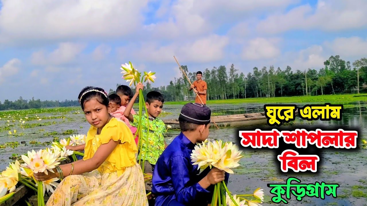 কুড়িগ্রামের ভাইরাল সাদা শাপলার বিল||সাদা শাপলার বিল|| #শাপলা #শাপলাফুল #কুড়িগ্রাম 