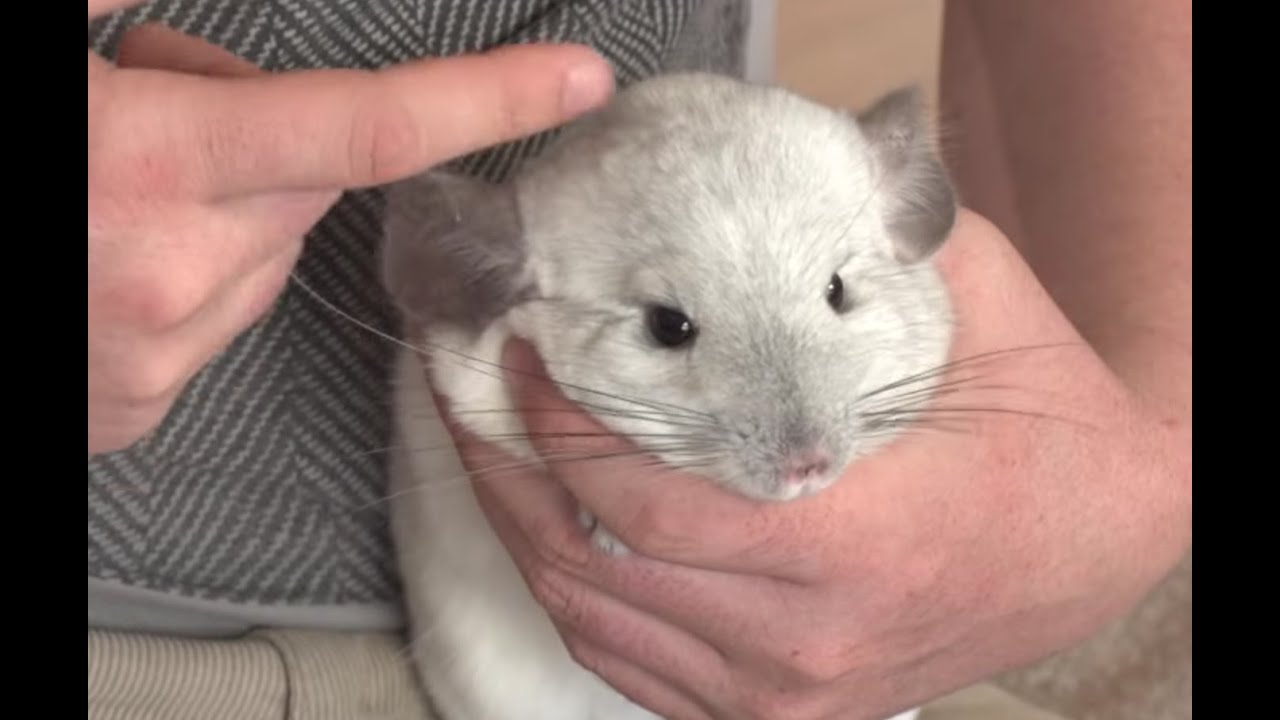 ALPHA PRO - La mejor alimentación completa y sin cereales para las chinchillas