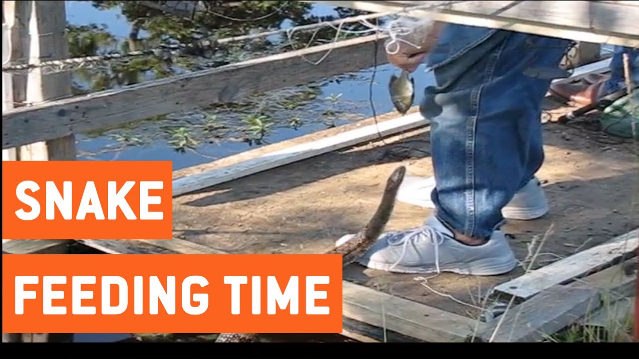 Man Hand Feeds Water Snake | Feeding Time