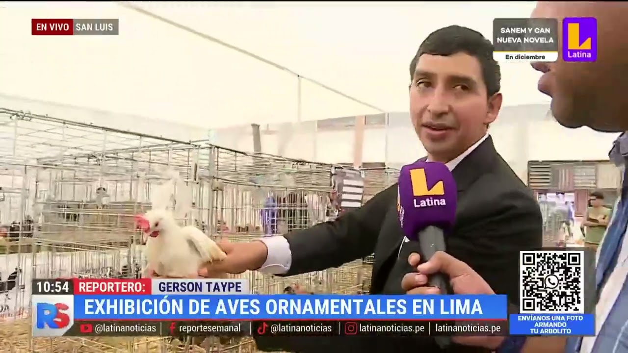 Exhibición de aves ornamentales en Lima
