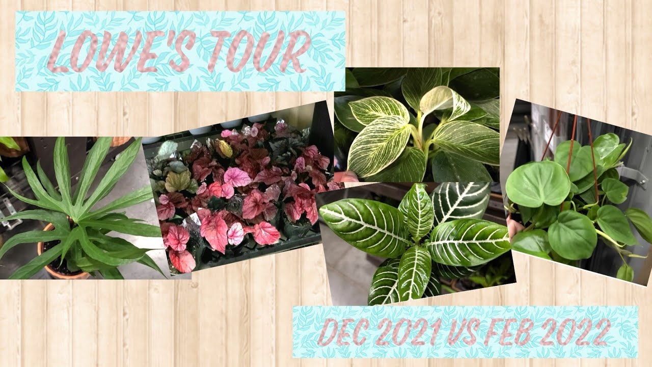 Lowe's tour | Dec 2021 vs 2022 | Big box store plant shopping