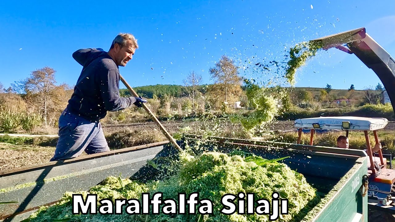 İnanılmaz! Maralfalfa 3 Ayda Dönüme 12 Ton Yem Verdi 🐄