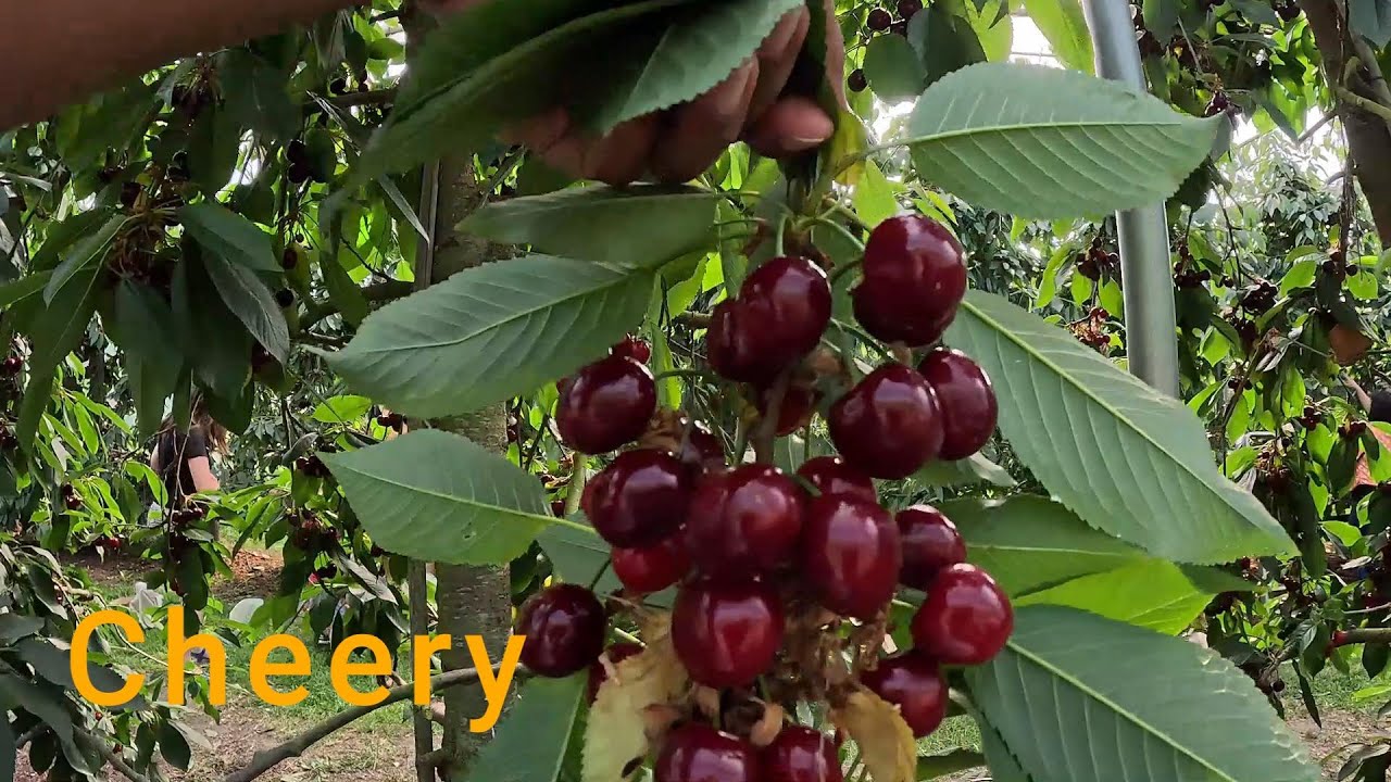 Memetik buah Cheery